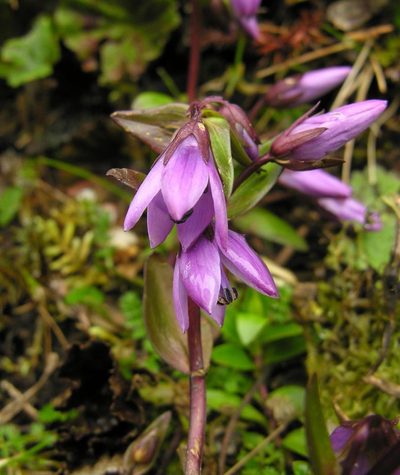 Gentianella rapunculoides, photographed by Todd Boland