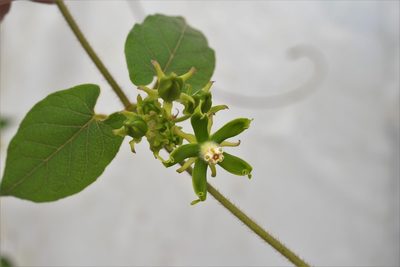 Gonolobus stenosepalus, photographed by Neptalí Ramírez Marcial