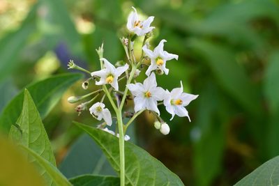 Solanum pubigerum, photographed by Neptalí Ramírez Marcial