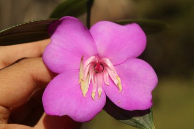 Meriania speciosa, photographed by Andrés Ramírez-Barrera