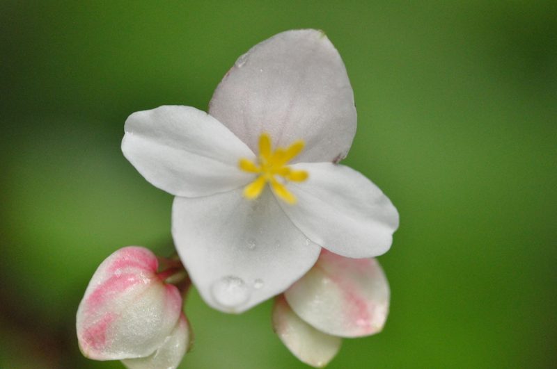 Begonia decandra, photographed by laiet17
