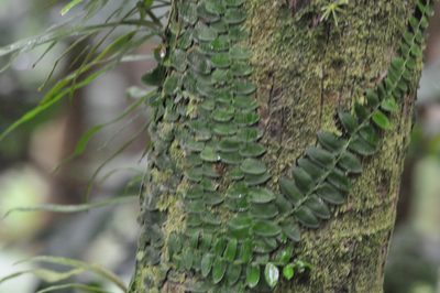 Marcgravia rectiflora, photographed by laiet17