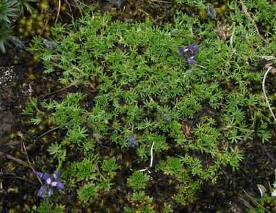 Lupinus microphyllus, photographed by Todd Boland