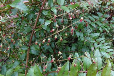 Coriaria plumosa, photographed by John Barkla