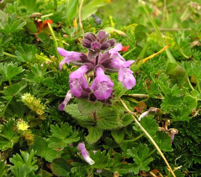 Stachys elliptica, photographed by Todd Boland