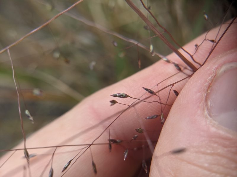 Eragrostis intermedia, photographed by Cleveland Powell