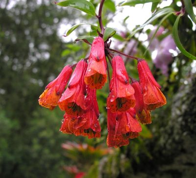 Bomarea hirsuta, photographed by Todd Boland