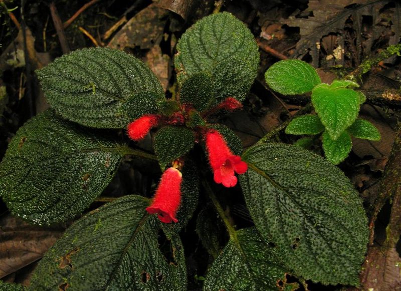 Kohleria villosa, photographed by Todd Boland