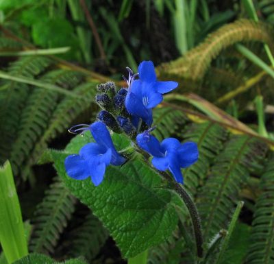 Salvia scutellarioides, photographed by Todd Boland