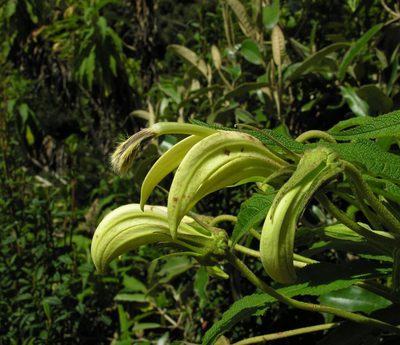 Siphocampylus giganteus, photographed by Todd Boland