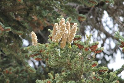 Abies cephalonica, photographed by Andrew Thomas