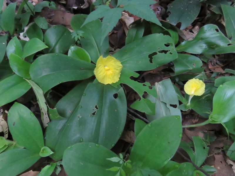 Chamaecostus acaulis, photographed by Vincent A. Vos
