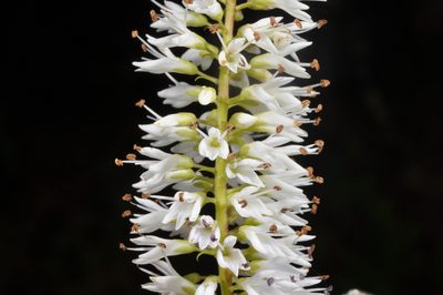 Veronica phormiiphila, photographed by Pieter Pelser