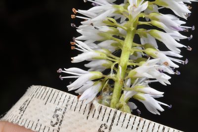 Veronica phormiiphila, photographed by Pieter Pelser