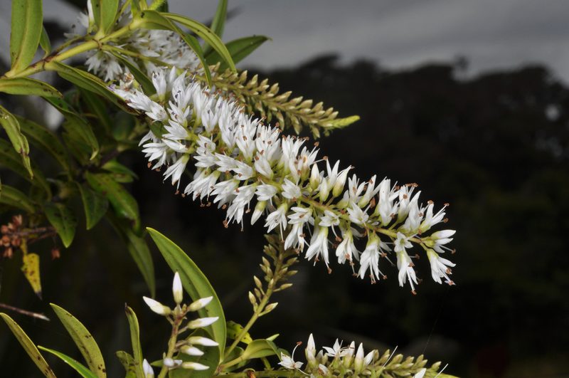 Veronica phormiiphila, photographed by Pieter Pelser