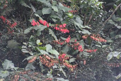 Warszewiczia coccinea, photographed by GERMAN LEONEL SARMIENTO CRUZ