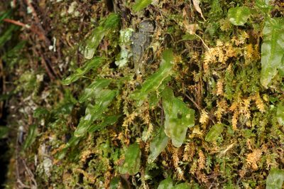 Symphyogyna subsimplex, photographed by Pieter Pelser