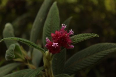 Palicourea erythrocephala, photographed by Andrés Ramírez-Barrera