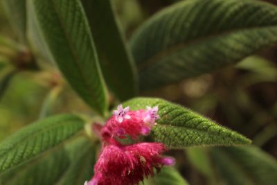 Palicourea erythrocephala, photographed by Andrés Ramírez-Barrera