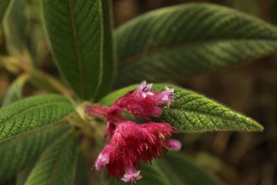 Palicourea erythrocephala, photographed by Andrés Ramírez-Barrera