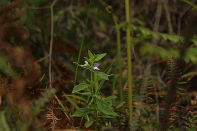 Matourea erecta, photographed by Andrés Ramírez-Barrera