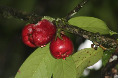 Syzygium malaccense, photographed by GERMAN LEONEL SARMIENTO CRUZ