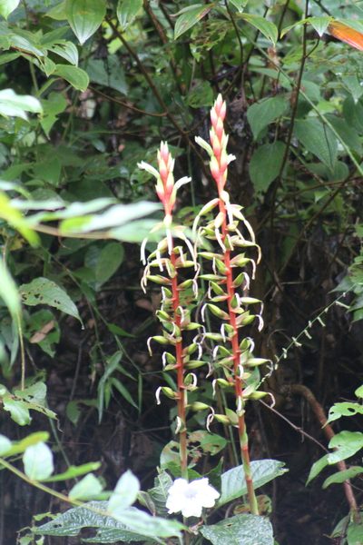 Pitcairnia maidifolia, photographed by GERMAN LEONEL SARMIENTO CRUZ