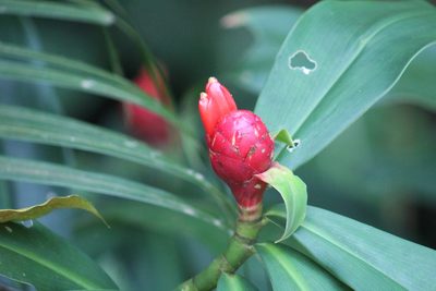 Costus spiralis, photographed by GERMAN LEONEL SARMIENTO CRUZ