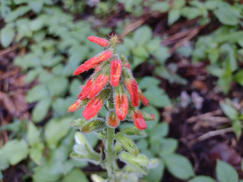 Tourrettia lappacea, photographed by Alexis López Hernández