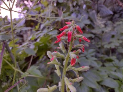 Tourrettia lappacea, photographed by Alexis López Hernández