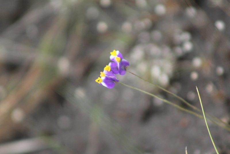Burmannia bicolor, photographed by GERMAN LEONEL SARMIENTO CRUZ