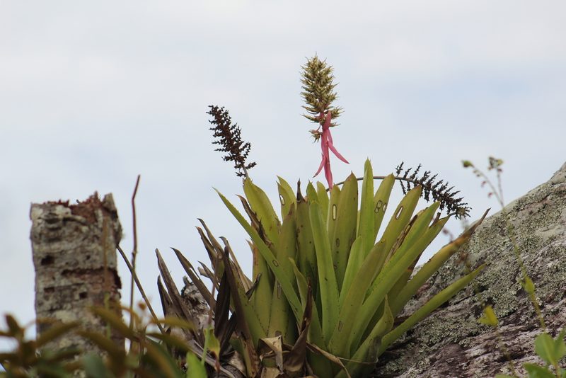 Aechmea stenosepala, photographed by GERMAN LEONEL SARMIENTO CRUZ