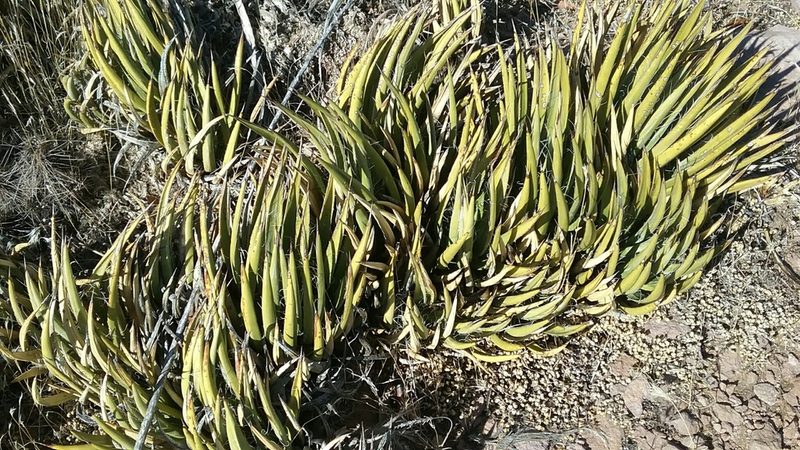 Agave toumeyana, photographed by gsexauer