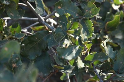 Quercus potosina, photographed by Diana Fuentes