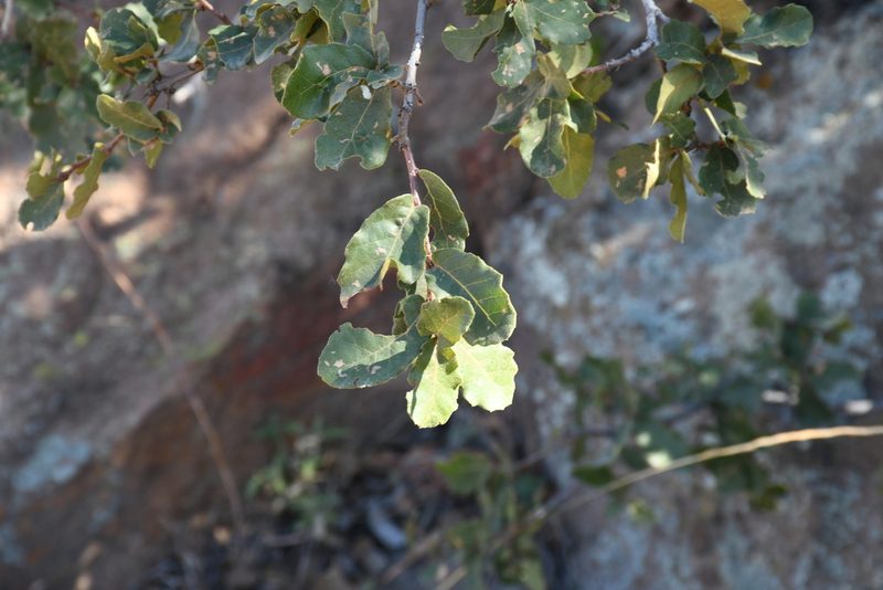 Quercus potosina, photographed by Diana Fuentes