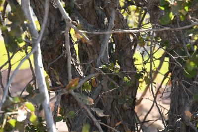 Quercus potosina, photographed by Diana Fuentes