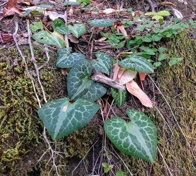 Asarum marmoratum, photographed by John Brew