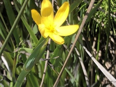 Sisyrinchium californicum, photographed by Hydrocycler (Elizabeth Dougherty)