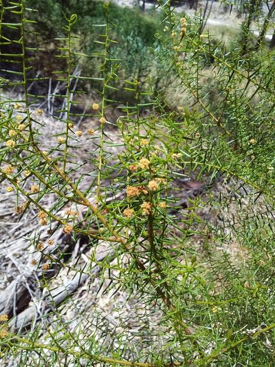 Acacia rupicola, photographed by insiderelic