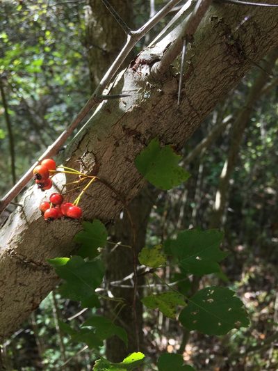 Crataegus phaenopyrum, photographed by bunnymom20