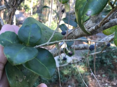 Ligustrum japonicum, photographed by Serenella Linares