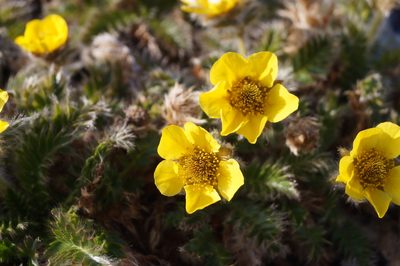 Geum glaciale, photographed by Алексей Логинов