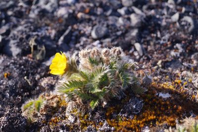 Geum glaciale, photographed by Алексей Логинов