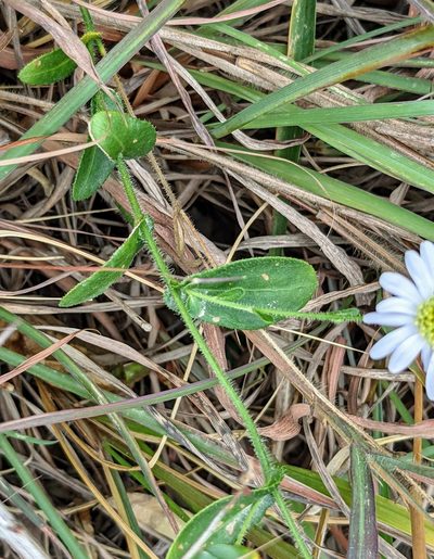 Aster panduratus, photographed by portioid
