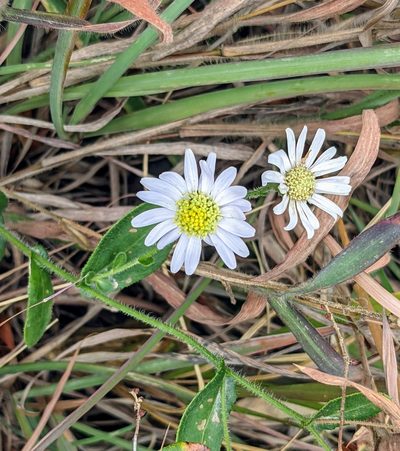 Aster panduratus, photographed by portioid