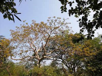 Sterculia urens, photographed by Seema Merchant