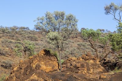 Acacia aneura, photographed by dhfischer