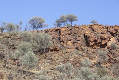 Acacia aneura, photographed by dhfischer