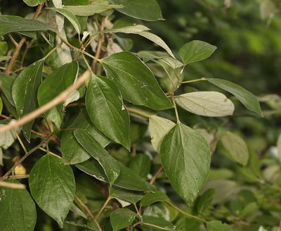 Pouzolzia mixta, photographed by Wynand Uys
