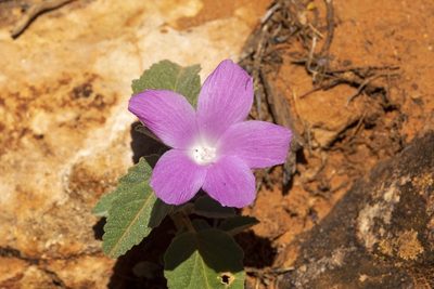 Hibiscus sturtii, photographed by dhfischer